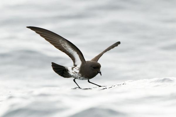 NZ Storm Petrel 